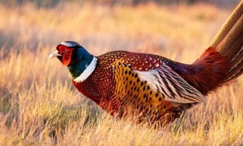 Air, Health & Risk Sciences _ featured img